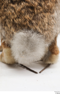 Hare  1 tail 0003.jpg